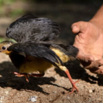 Screenshot 2026-02-06 113106