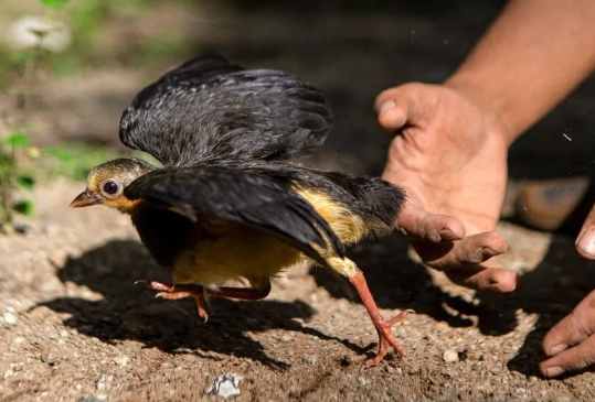 Screenshot 2026-02-06 113106